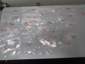 native american stamps (13)