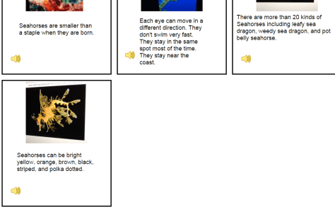 Mick's Seahorses (1)